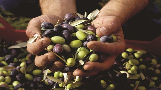 Olive fruit preparation.jpg