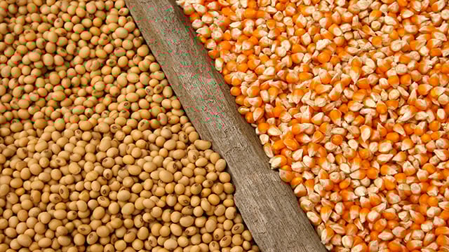 Soybeans and corn seeds