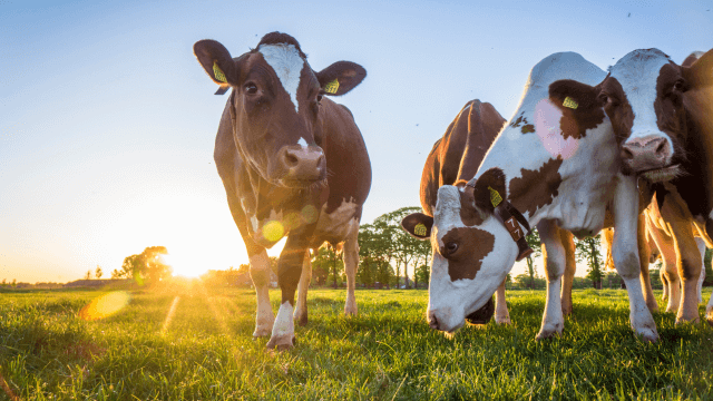 Improving the sustainability and hygiene of dairy processing facilities