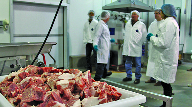 VIAU Maple Leaf plant purchase640x360