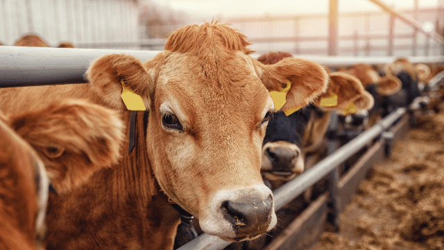 Cows 640x360