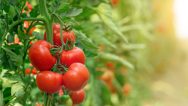 tomatoes 640x360
