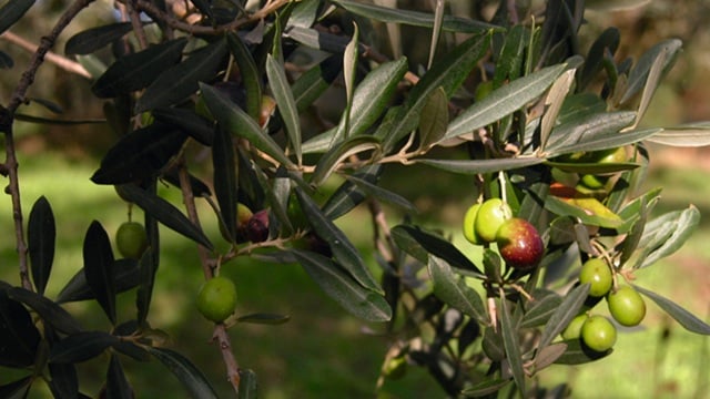olive-tree.jpg